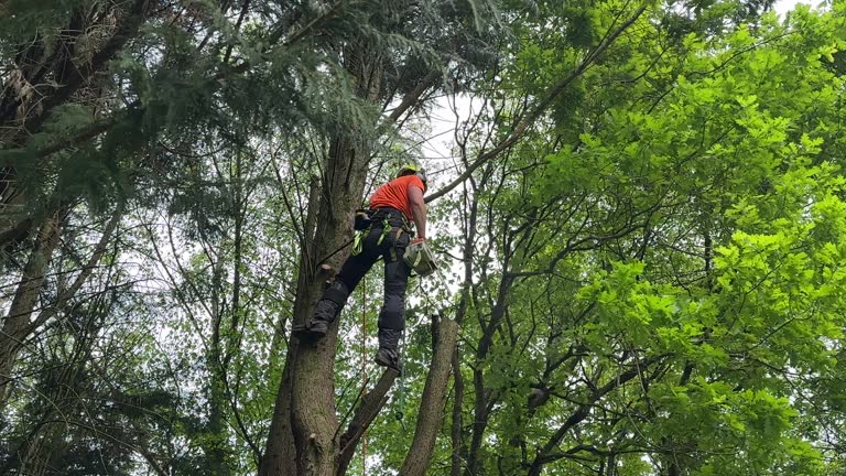 Best Palm Tree Trimming  in Wales, WI